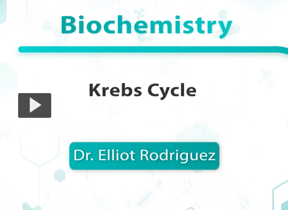 <p>THIRD VIDEO. </p><p>krebs cycle = citric acid cycle= TCA cycle </p>