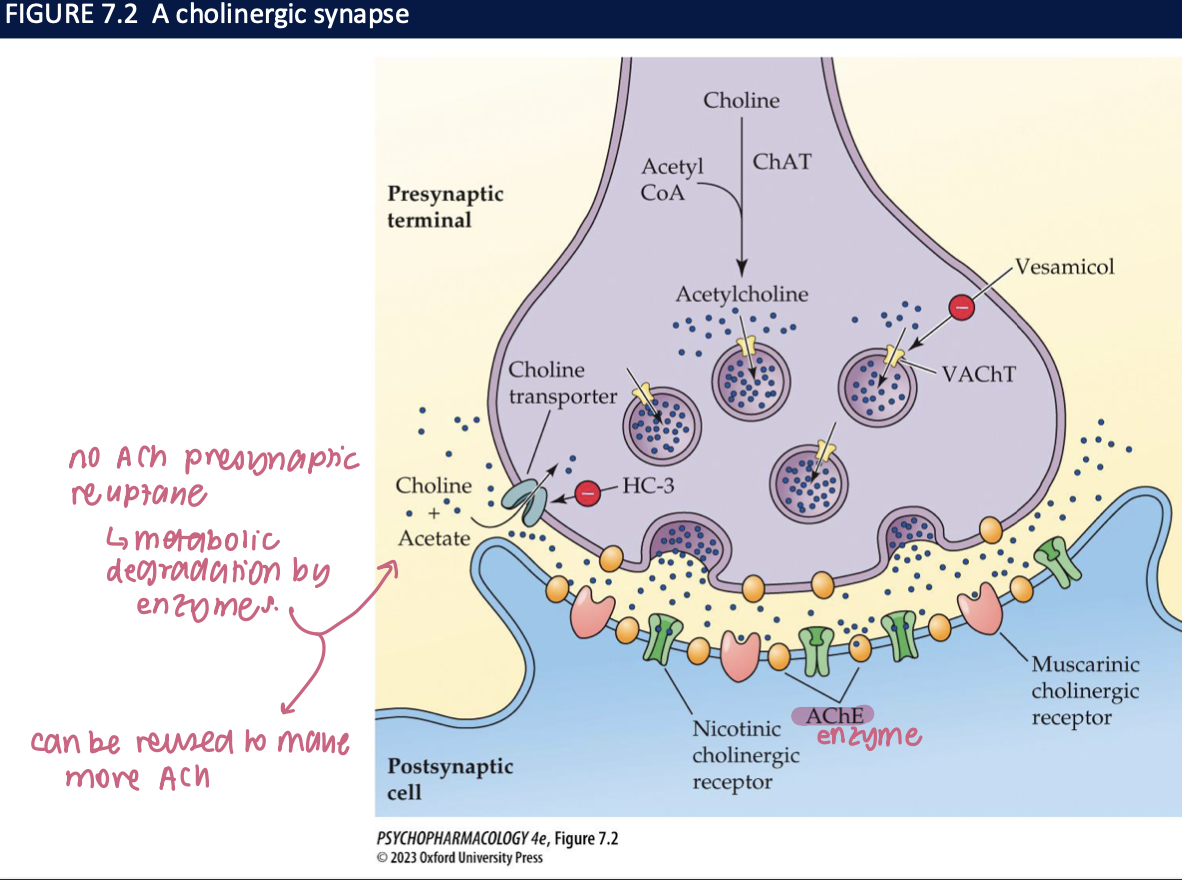 <ul><li><p>no ACh presynatic reuptake → metabolic degradation by enzyme&nbsp;</p><ul><li><p>can be reused to make more ACh&nbsp;</p></li></ul></li></ul><p></p>