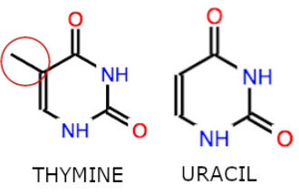 <p>methyl group</p>