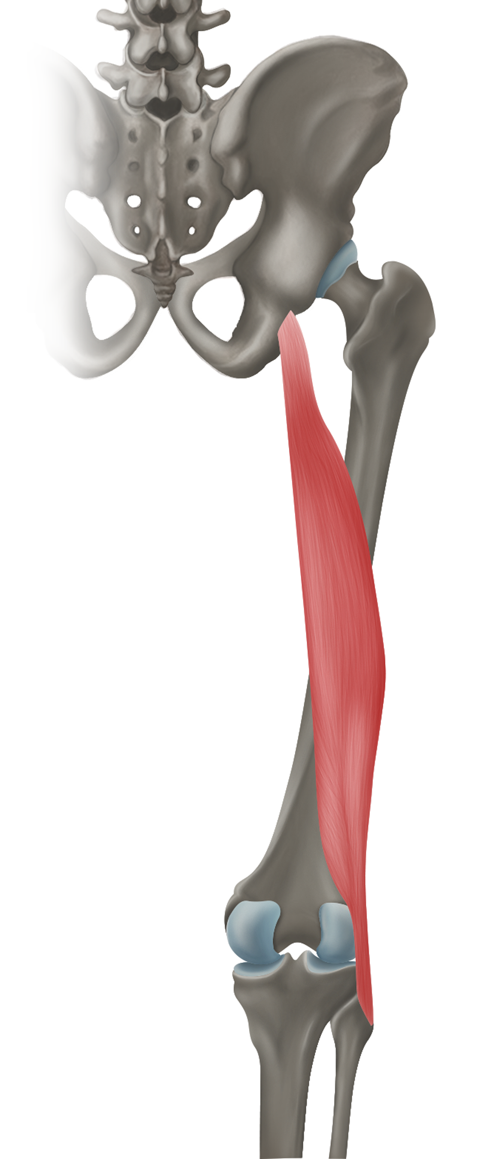<p>m. biceps femoris - ÚPON</p>