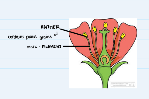 <ul><li><p>anther</p></li><li><p>filament</p></li></ul><p></p>