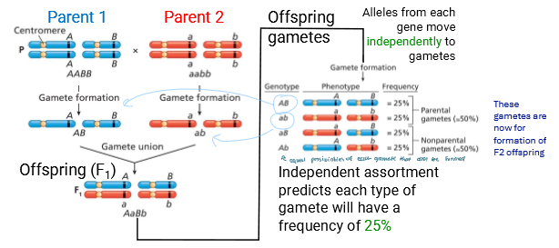 <ul><li><p>Alleles from each gene move independently to gametes</p></li><li><p>Each gamete has a frequency of 25% bc there’s 4</p><ul><li><p>2 are the same as the parents (parental)</p></li><li><p>2 are non-parental (has recombined)</p></li></ul></li><li><p>Has a RF = 50% (Recombination Frequency)</p></li></ul><p></p>
