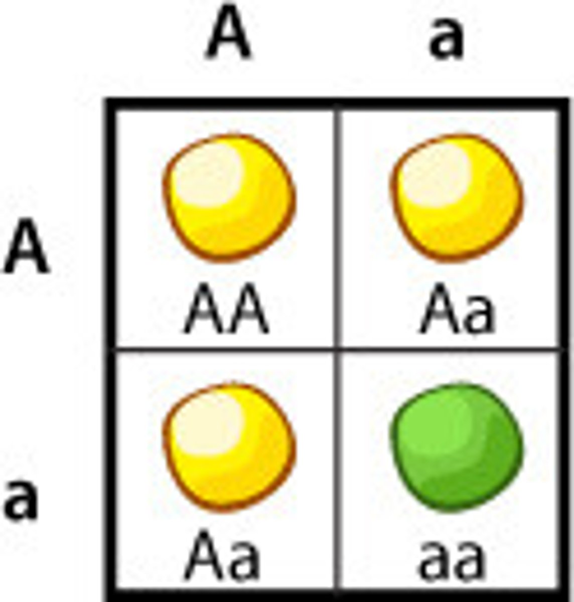 <p>a characteristic in which the allele responsible is only expressed in the phenotype if there is no dominant allele present</p>