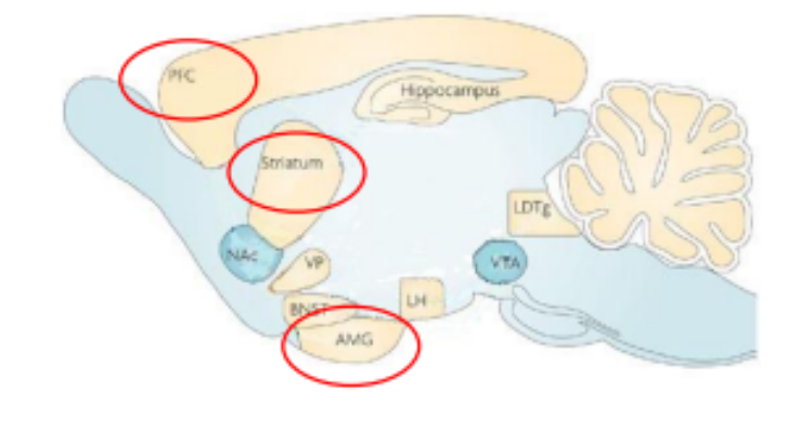 <p>Brain parts involved in habitual actions (ICDS)</p>