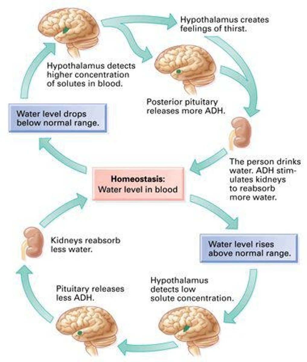 <p>Water balance in the body.</p>