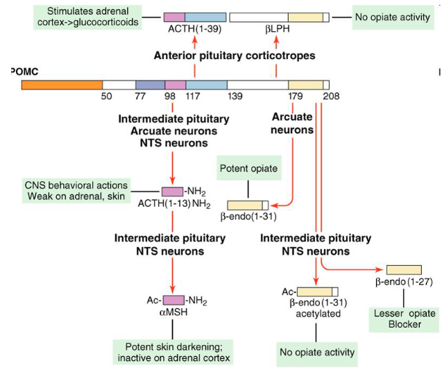 <p>Take-home:</p><ul><li><p>Different tissues at different pHs will create a different product</p><ul><li><p>If low PCs - less cleavage/processing</p></li><li><p>If high PCs, low pH and is processed in LDCV - more cleavage/processing</p></li></ul></li></ul><p></p>