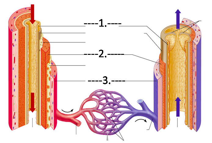 <ol><li><p>epithelial tissue</p></li><li><p>smooth muscle tissue</p></li><li><p>fibrous connective tissue</p></li></ol>
