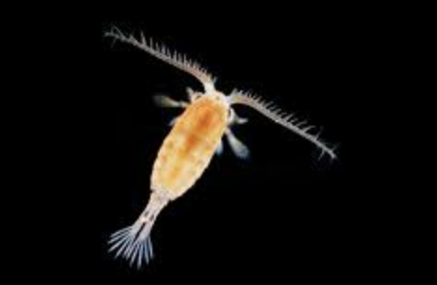 <p>Benthic organisms (animals or plants) 0.1 to 0.5 mm in size</p>