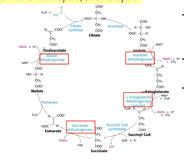 <ul><li><p>in step 1 of TCA cycle, <strong>2 carbon acetyl CoA</strong> condenses with <strong>4-carbon oxaloacetate</strong> to form <strong>6-carbon citrate</strong> through <u>citrate synthase</u></p></li><li><p>although oxygen is NOT directly involved in any of the steps, <strong>TCA cycle is tightly coupled to the ETC</strong> and oxidative phosphorylation and is <strong>thus dependent on O<sub>2</sub></strong></p></li><li><p>4 distinct classes of dehydrogenases in the TCA cycle = <strong>responsible for electron capture to generate NADH and FADH<sub>2</sub></strong></p><ul><li><p>isocitrate dehydrogenase</p><ul><li><p>produce CO<sub>2</sub> → literally just take it off the molecule</p></li></ul></li><li><p><span>α-ketoglutarate dehydrogenase complex</span></p><ul><li><p><span>produce CO<sub>2</sub> → literally just take it off the molecule</span></p></li></ul></li><li><p><span>succinate dehydrogenase</span></p><ul><li><p>gives free electrons to FAD → FADH<sub>2</sub></p></li><li><p>forms double bond</p></li></ul></li><li><p><span>malate dehydrogenase</span></p><ul><li><p>gives free electrons to NAD → NADH</p></li><li><p>forms double bond</p></li></ul></li></ul></li><li><p>1 turn through TCA produces:</p><ul><li><p><strong>3 NADH molecules</strong></p></li><li><p><strong>1 FADH<sub>2</sub> molecules</strong></p></li><li><p><strong>1 GTP molecule</strong></p></li><li><p><strong>releases 2 molecules of CO<sub>2</sub></strong></p></li></ul></li></ul><p></p>