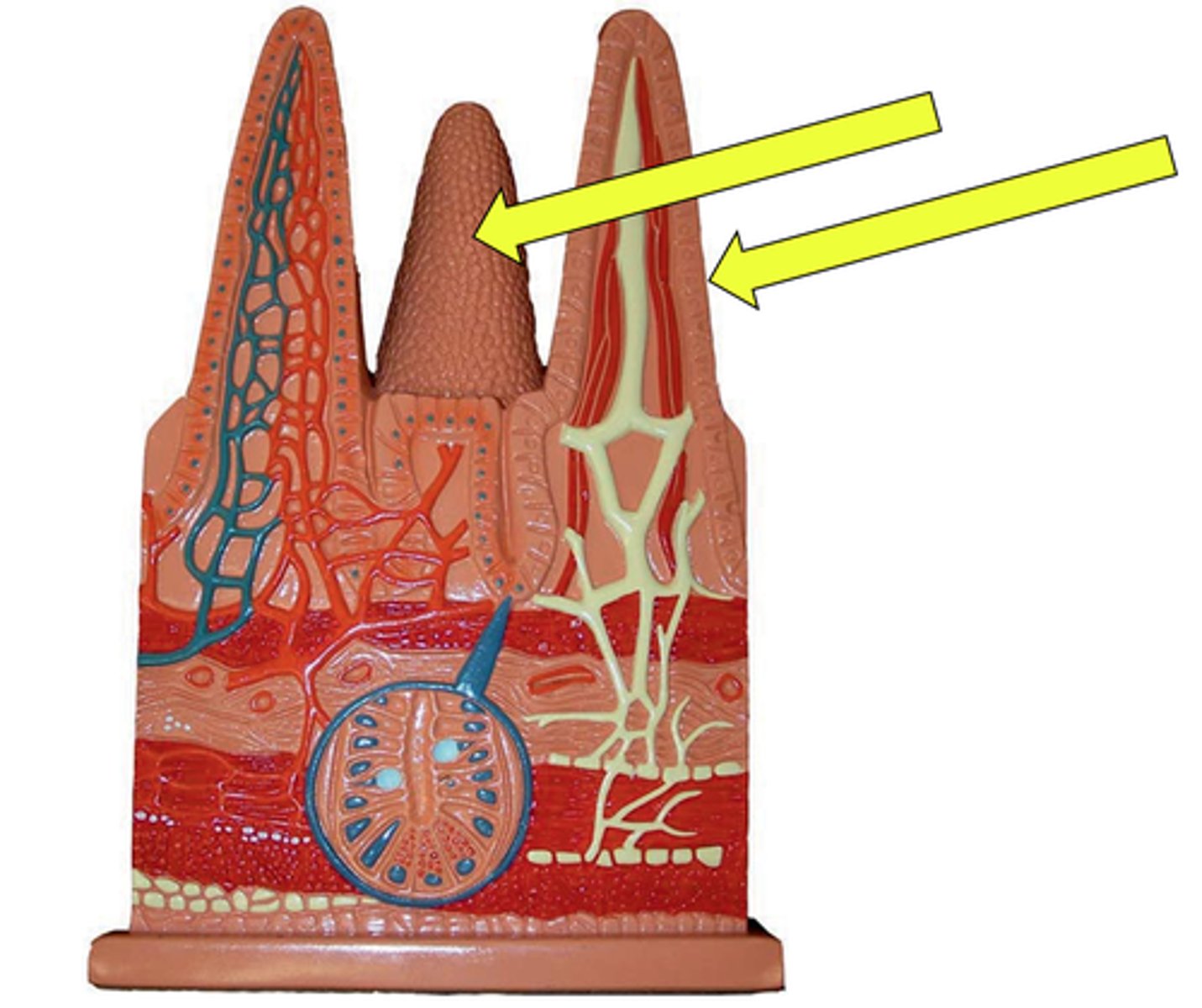 <p>Name this LAYER</p><p>bumpy surface</p>