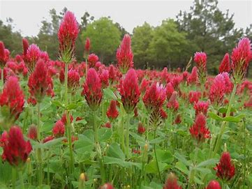 <p>annual; doesn’t tolerate calcareous (alkaline) or poorly drained soils (most recognized clover in the South); green manure</p><p>on average, will produce more forage than any other clover*</p>