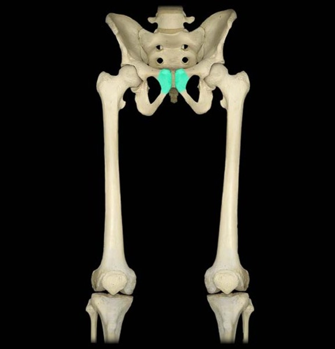 <p>reproductive organs</p>