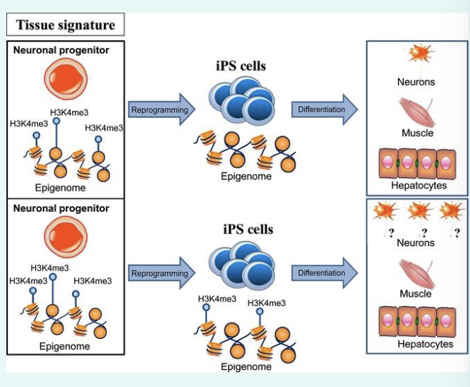 <p>how cells “remember” their identity</p><p>epigenetic modifications allow individual cells to maintain a specific gene expression pattern</p><p>such modifications can be copied during DNA replication</p>