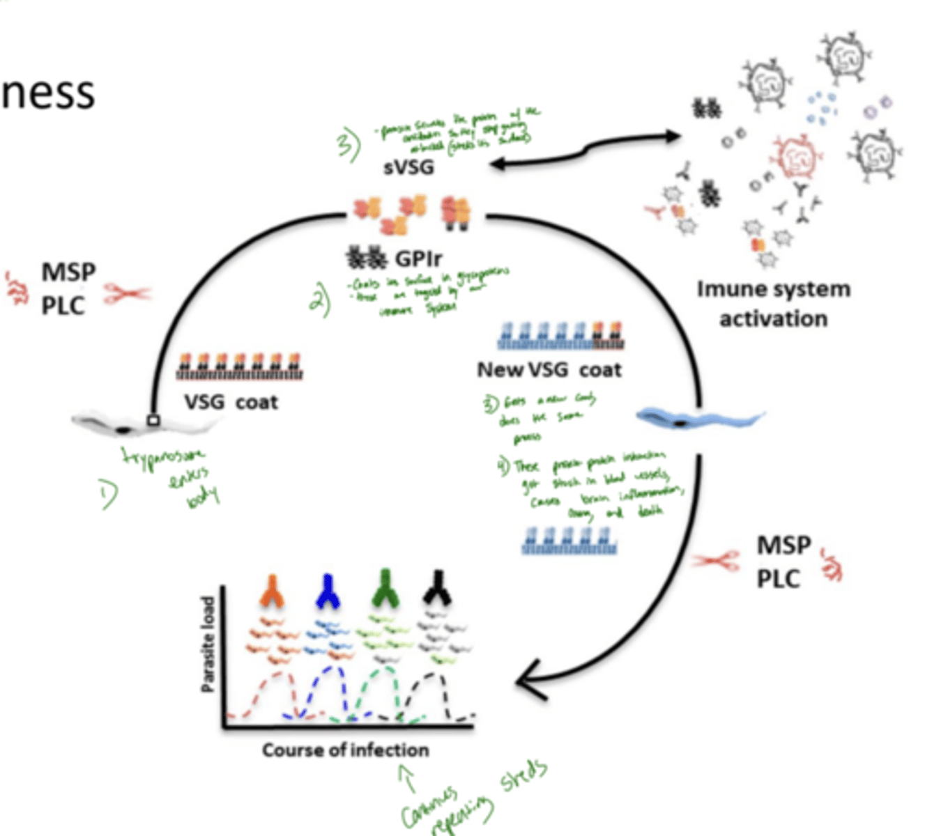 <p>The organism changes which gene is turned on so it can make a different surface protein and trick the immune system.</p><p>It’s like the parasite keeps changing its outfit every time the immune system starts recognizing it — ensuring it can survive and continue infecting the host.</p>