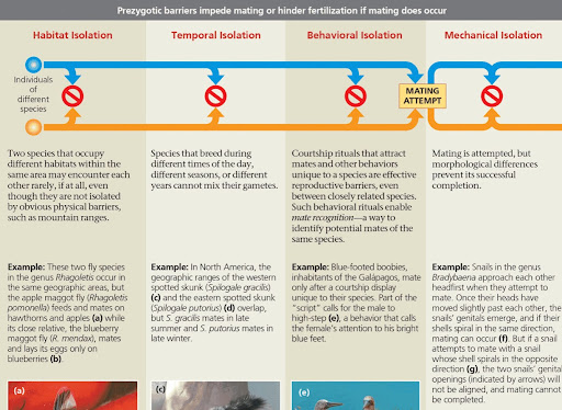 <p><strong><u>Pre-zygotic barrier</u></strong>: a reproductive barrier that impedes mating between species or hinders fertilization if interspecific mating is attempted.</p><ul><li><p>Pre-zygotic barriers act in three ways: </p><ul><li><p>Impeding members of different species from mating</p></li><li><p>Preventing an attempted mating from being successful</p></li><li><p>Hindering fertilization of successful mating</p></li></ul></li></ul><p></p>