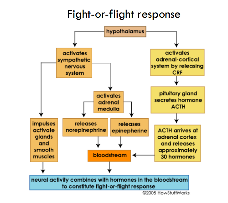 <p>release CRF—&gt; ACTH</p><p>activate SNS—&gt; release epi </p><p>—&gt; </p>