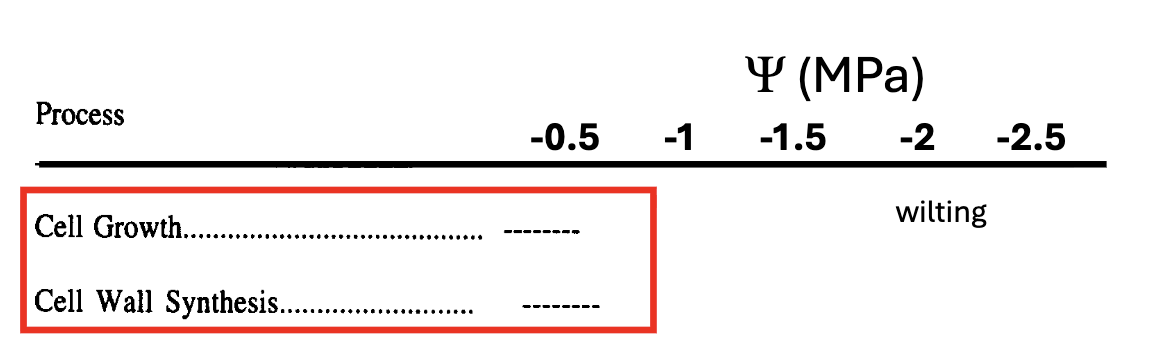 <p>Plants cells need high water potential (not very negative) to grow and synthesize cell walls</p><p></p><p><span style="background-color: transparent;"><span>In order to grow, the cell needs to have as much turgor pressure as possible. So as turgor pressure decreases, the growth rate of the leaf also decreases</span></span></p>