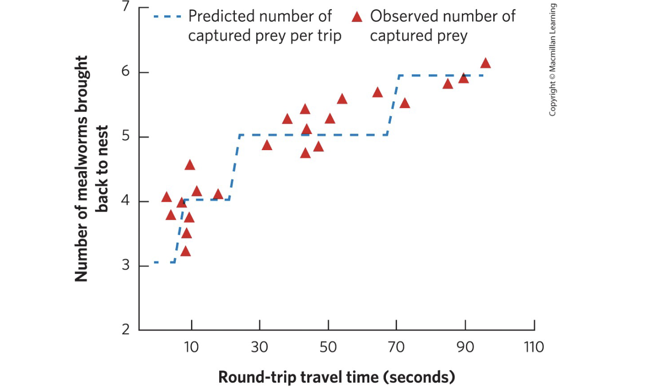 <p>What does optimal foraging theory predict?</p>