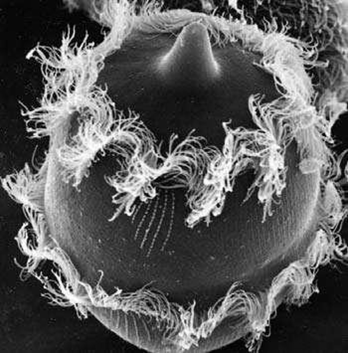 <p>One of four nitrogenous bases in DNA.</p>