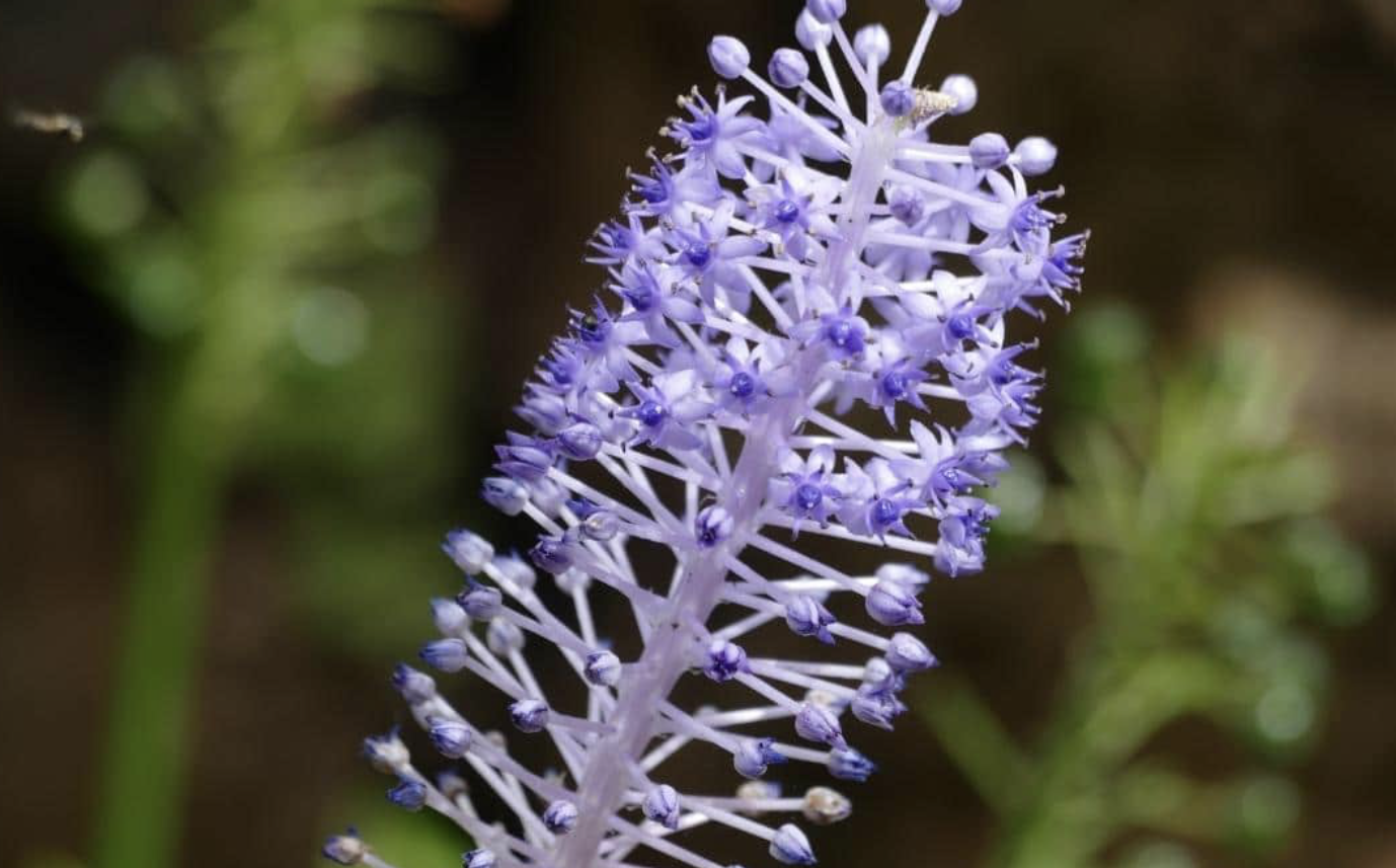 Flower 167