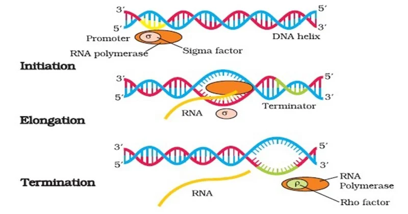 <ul><li><p><strong>Sigma Factor Release:</strong></p><ul><li><p>Sigma factor stays behind at the promoter.</p></li><li><p>Core RNAP continues synthesizing RNA on its own.</p></li></ul></li><li><p><strong>RNA-DNA Pairing During Elongation:</strong></p><ul><li><p>DNA enters the RNAP active site.</p></li><li><p>Incoming rNTPs (RNA nucleotides) are added to the growing RNA chain.</p></li><li><p>Nascent (newly made) RNA exits the RNAP.</p></li><li><p>Typically, <strong>8–9 nucleotides</strong> of RNA remain base-paired with the DNA at any time.</p></li></ul></li></ul><p></p>
