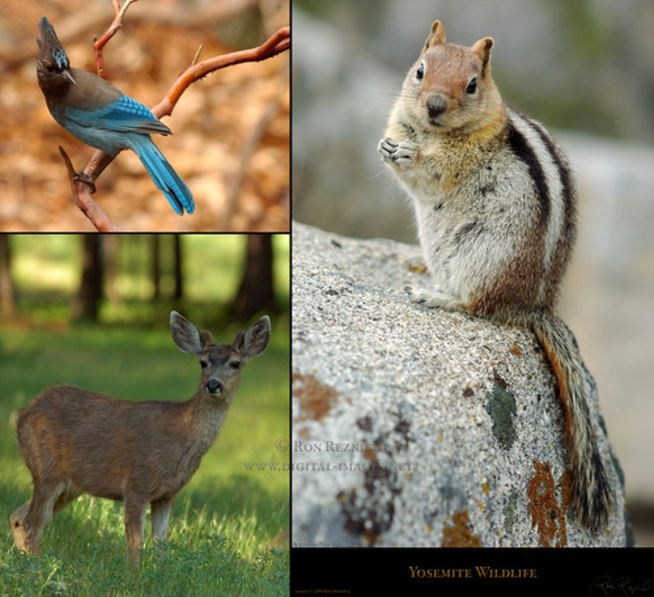 <p>fauna, wildlife</p>