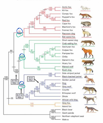 <p>which values are the “bootstrap support”?</p>
