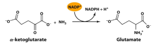 <p>amino acids</p><p>nucleic acids</p>