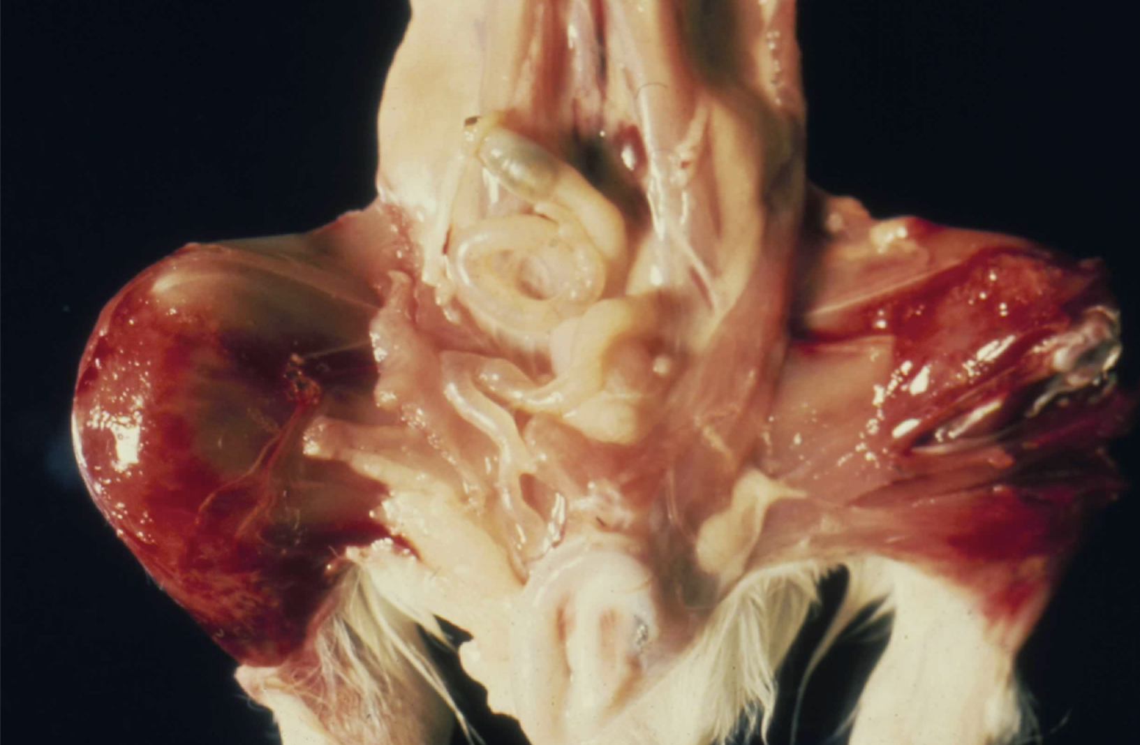<p>What is this image showing? Why is it probably occurring?</p>