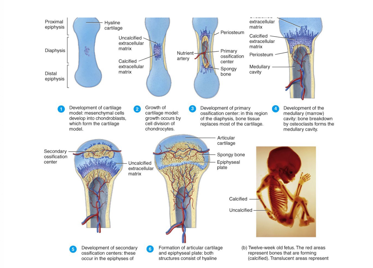 <p>Endochondral ossification</p>
