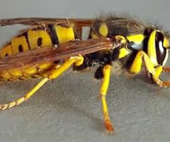 <p><span>A large, social wasp known for powerful stings and aggressive nest defense.</span></p><ul><li><p><span>Nesting: on trees</span></p></li><li><p><span>Diet: aggressively hunt bee hives</span></p></li></ul><p></p>