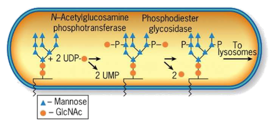 <p><span>Transfers a phosphate to the 6th carbon of mannose using UDP.</span></p>