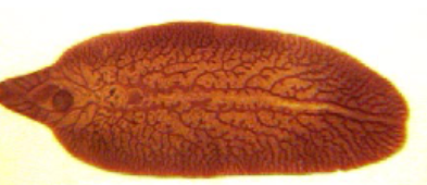 <p>Platyhelminthes</p>