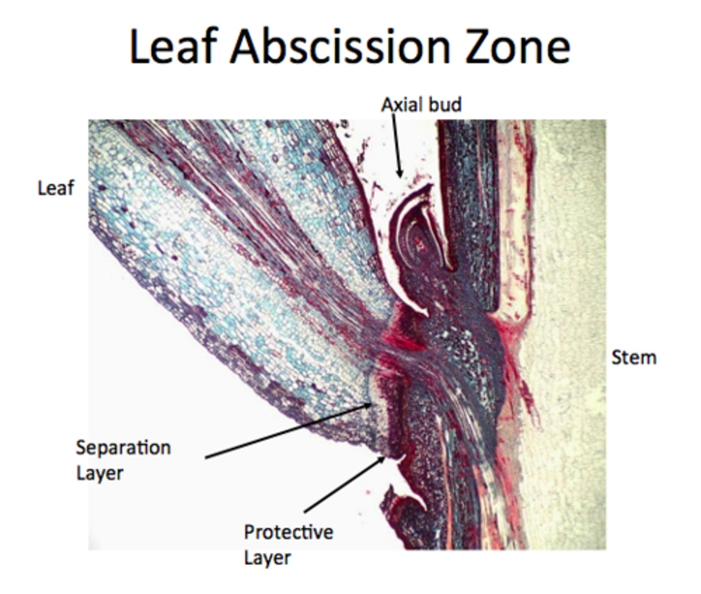 <p>layer of cells at the petiole that seals off a leaf from the vascular system</p><p>involved in the loss of leaves of deciduous trees</p>