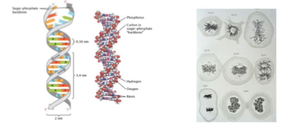 <ul><li><p>DNA is not ‘naked’ within cells </p></li><li><p>DNA is wrapped around proteins = chromatin </p></li><li><p>Limited accessibility for transcription factors </p></li></ul><p></p>