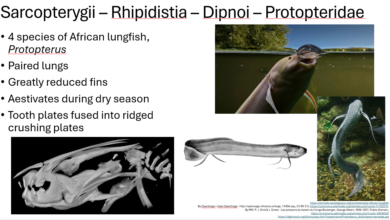 <p><span><span>•4 species of African lungfish, </span><em><span>Protopterus</span></em></span></p><p><span><span>•Paired lungs</span></span></p><p><span><span>•Greatly reduced fins</span></span></p><p><span><span>•Aestivates during dry season</span></span></p><p><span><span>•Tooth plates fused into ridged crushing plates</span></span></p>