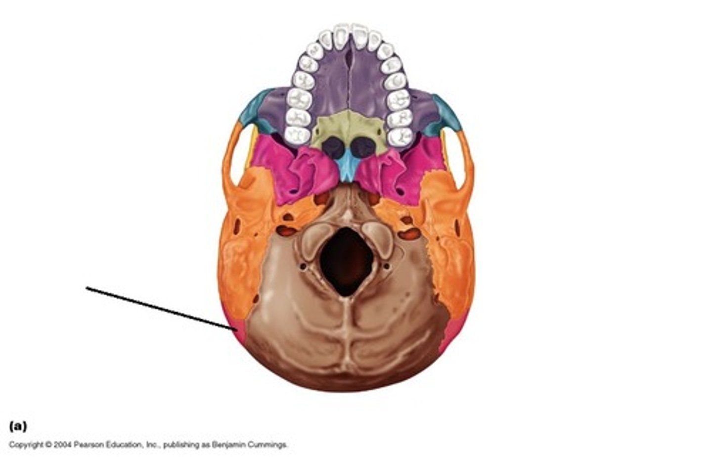 knowt flashcard image