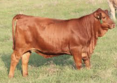 <p>What bovine breed is this?  </p>