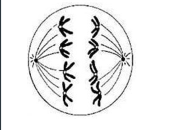<p><span>Which of the following best describes the ploidy of the cell at this stage of the cell cycle?</span></p>