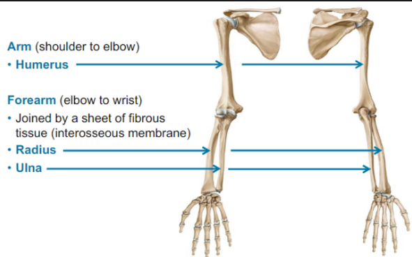 <ul><li><p>Arm (shoulder to elbow)</p><ul><li><p>Humerus</p></li></ul></li><li><p>Forearm elbow to wrist)</p><ul><li><p>Jointed by a sheet of fibrous tissue (interosseous membrane)</p></li></ul></li><li><p>Radius: side of the thumb</p><ul><li><p>Ulna: towards the midline</p></li></ul></li></ul>