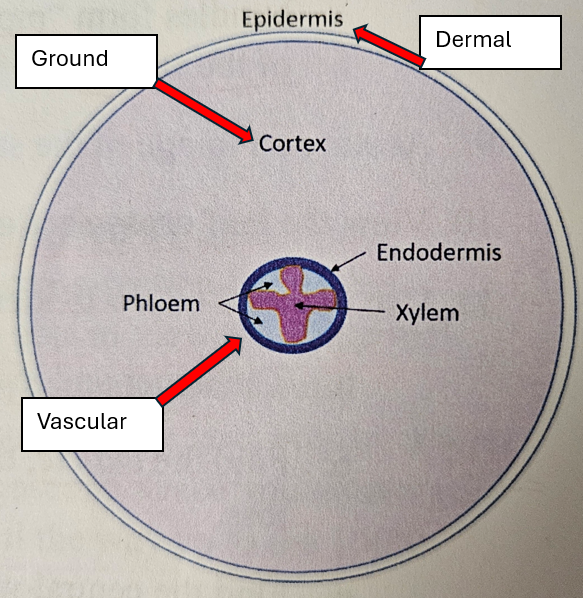 <p>Dermal: Trichomes and cuticle<br>Ground: Parenchyma, collenchyma and sclerenchyma<br>Vascular: Xylem and phloem</p>