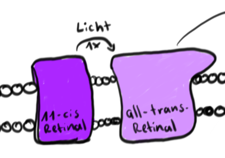 Licht trifft auf die Stäbchen und sorgt dafür, dass 11-cis-Retinal zu all-trans-Retinal wird