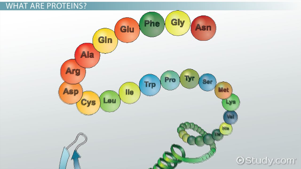 <p>Chain of amino acids joined by peptide bonds.</p>