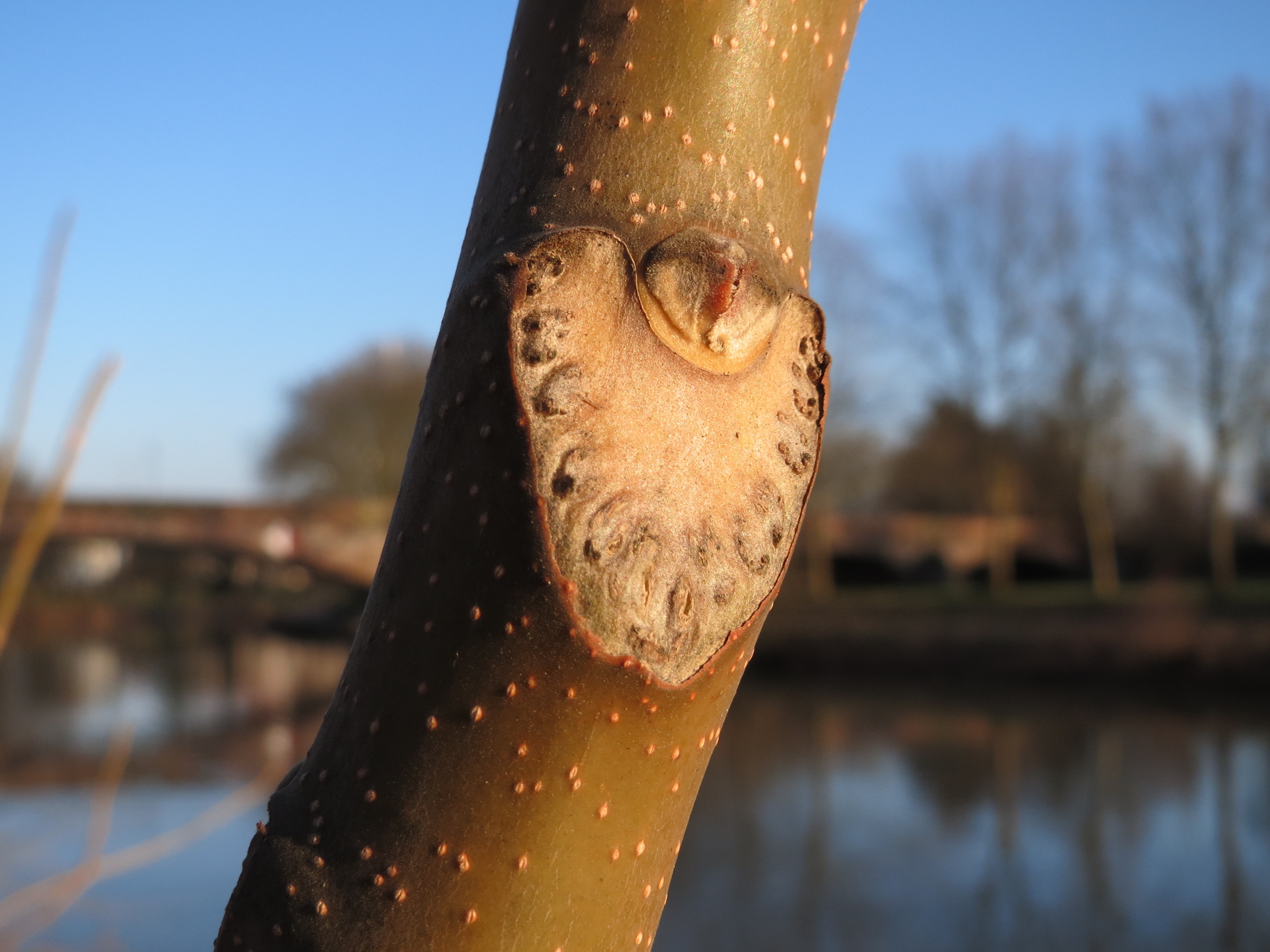 <p>the circular scars within the leaf scar where the vascular bundles were on the leaf before falling off.</p>