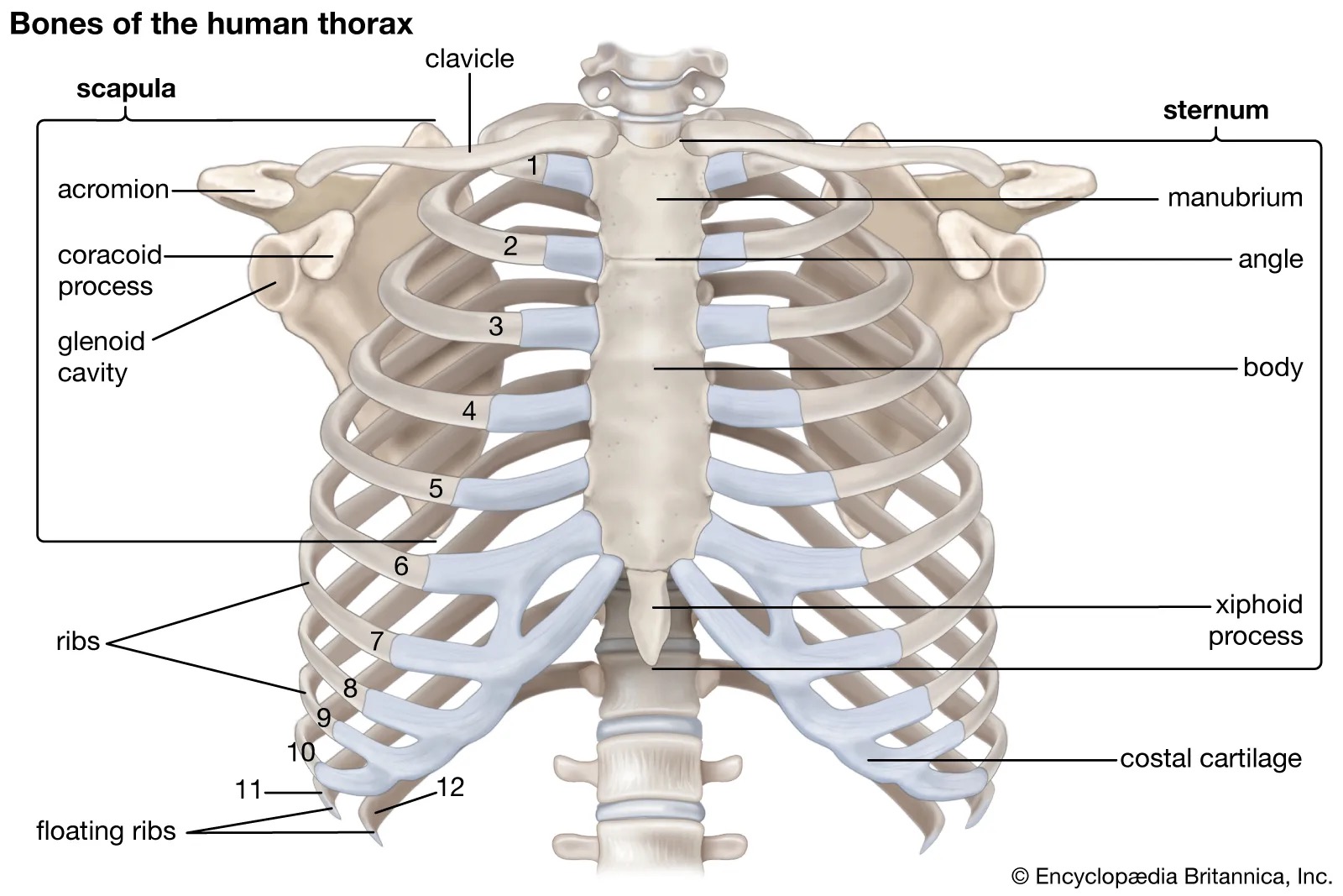 <p>thorax structure </p>