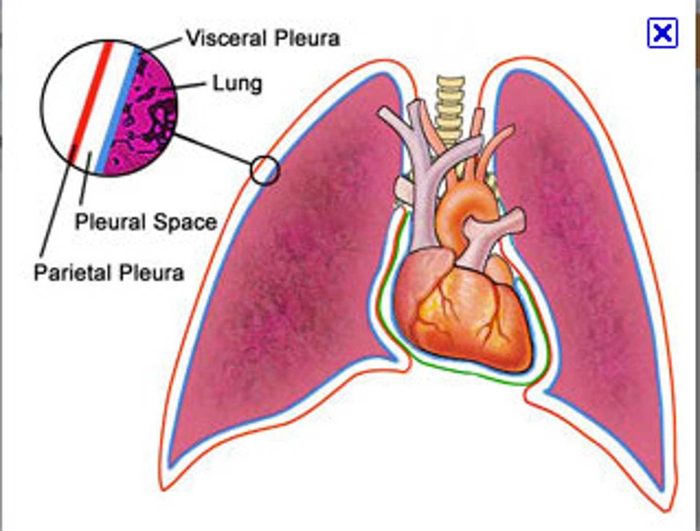 <p>1. visceral pleura<br>2. parietal pleura</p>