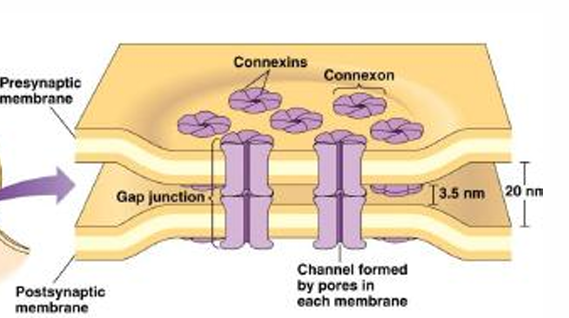 <p>Pass an electrical signal or current directly from the cytoplasm of one cell to another through ____ (electrical synapse)</p>