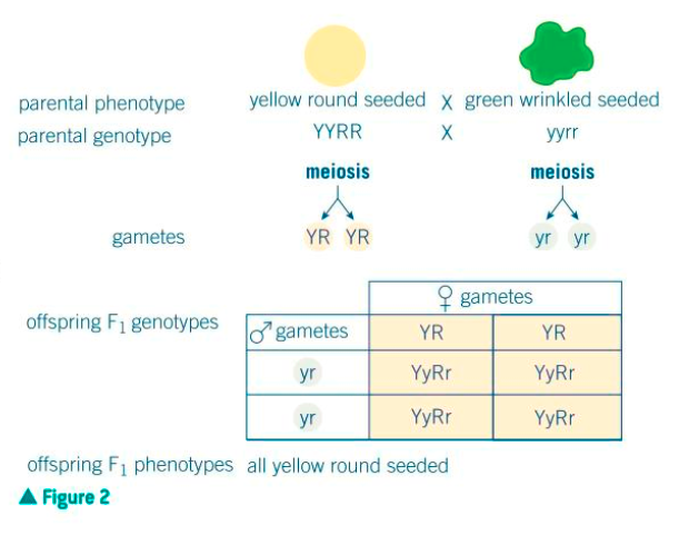 <p>all heterozygous in the F1 generation</p>