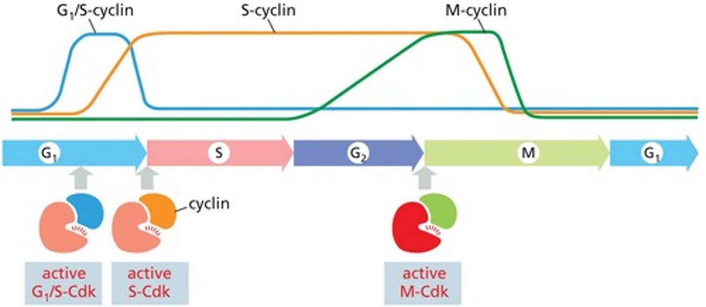 <p>Cdk are kinases that regulate progression through the cell cycle and require interaction with cyclins to become active.</p>