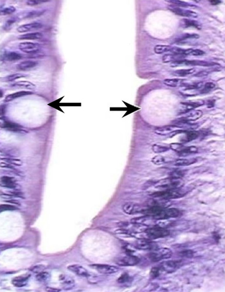 <p>what is the function of the cell labeled?</p>